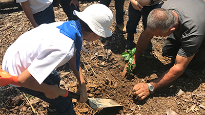 CooperVision employees tree planting